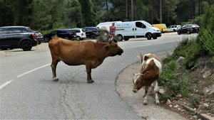 Koeien op de weg en alle auto's mogen eromheen, ze doen geen stap opzij!