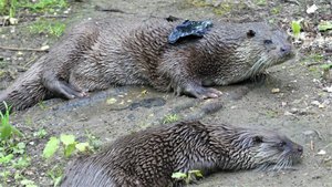 Anholter Schweiz   Otters