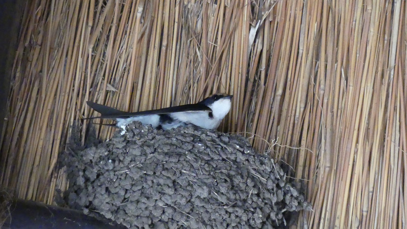 Zwaluw op nest (in toilet gebouwtje)