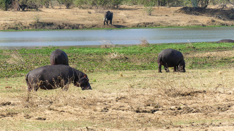 Nijlpaarden aan het grazen