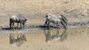 Drinkende zebra's en wildebeest
