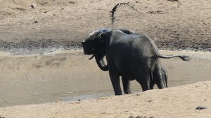 Deze olifant neemt een modderdouche
