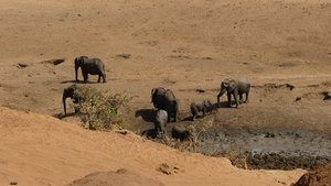 Olifanten bij een modderpoel