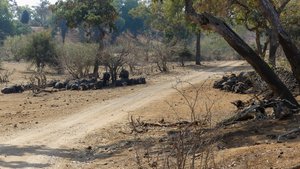 Eén van de vele weggetjes die we rijden in Krugerpark: met buffels