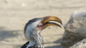 Geelbekhoornvogel