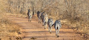 Zebra's op de weg