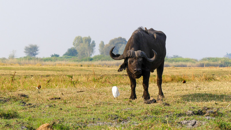 Buffel met koereiger