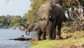 Olifanten bij de Chobe rivier