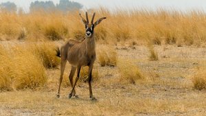 Baster gemsbok (Roan antilope)