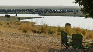Honderden buffels bij de Chobe