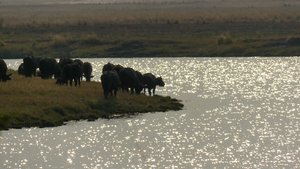 Buffels in de ondergaande zon