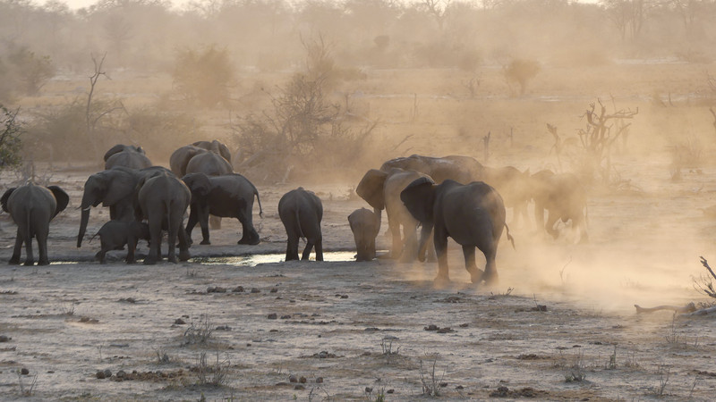 Groep olifanten met opwaaiend stof