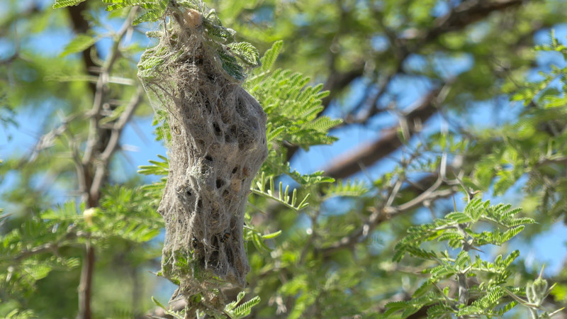 Insecten nest