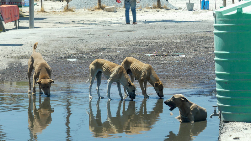 Honden drinken uit ontsmettingsbak bij een Veehek