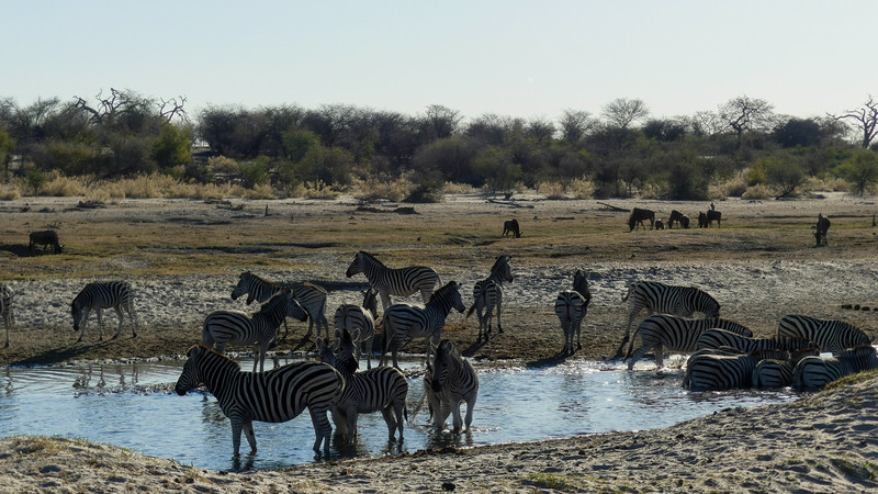 Enorme aantallen zebra's bij de Boteti rivier