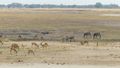 Kuddes impala's en zebra's