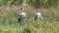Kraanvogel (Watled Crane)