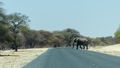 120 km/u en overstekende olifanten