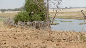 Zebra's bij de rivier