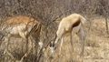 Springbok en Impala