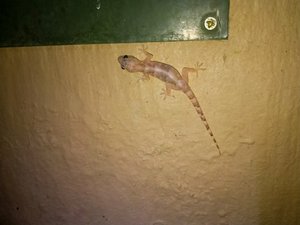 Een gekko in het toilet