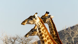 Giraffes in het ochtendlicht