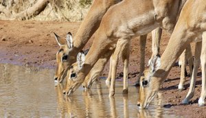 Impala's bij de waterpoel