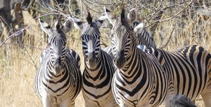 Poserende zebra's