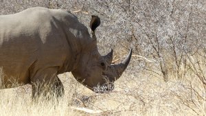 Prachtige neushoorn: mooi om de safari mee af te sluiten