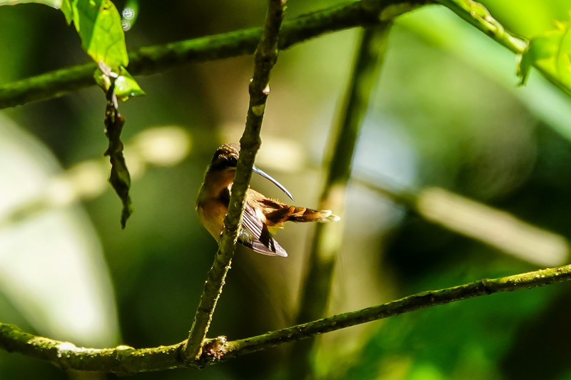 Kolibri in de tuin