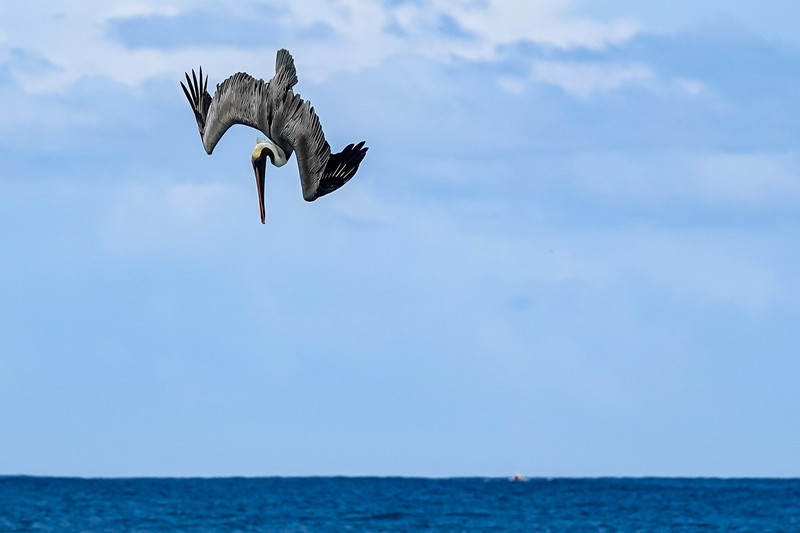 Vissende pelikaan in duikvlucht!