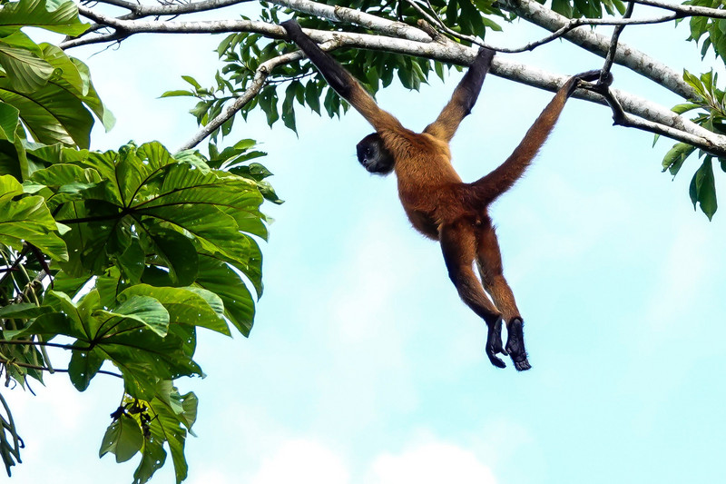 Spider Monkey slingert hoog door de bomen