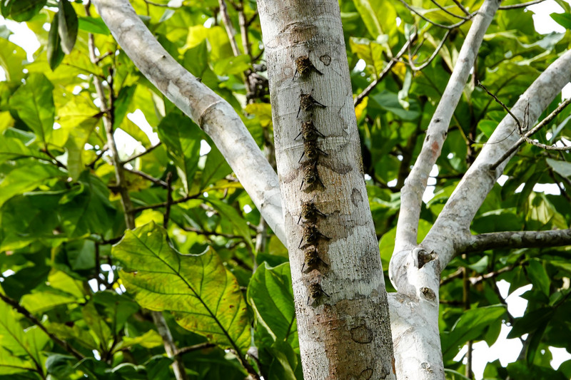 Vleermuisjes op de boomstam