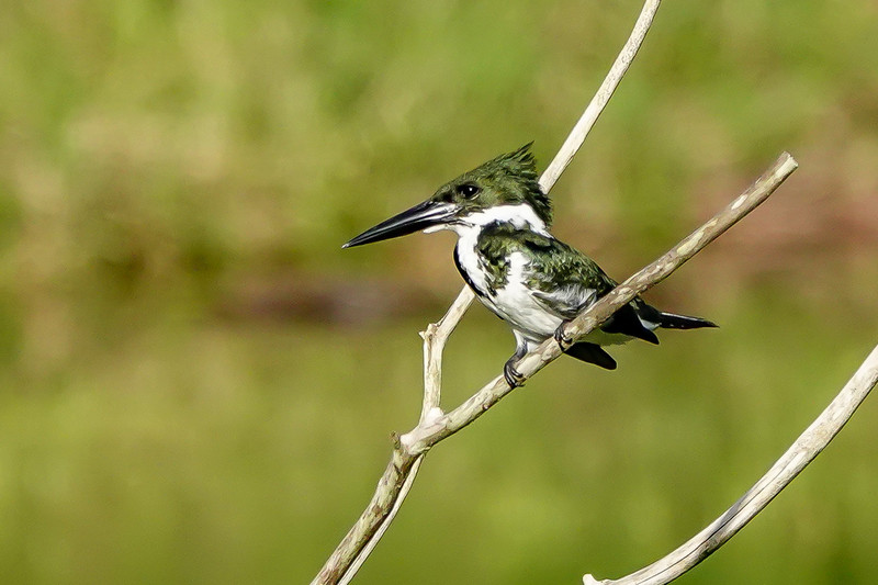 IJsvogel (Green Kingfisher)