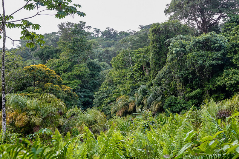Bos rondom Maquenque