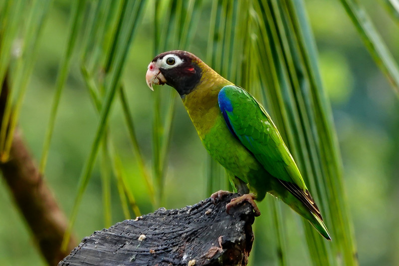Papagaaitje (Brown Hooded Parakeet)