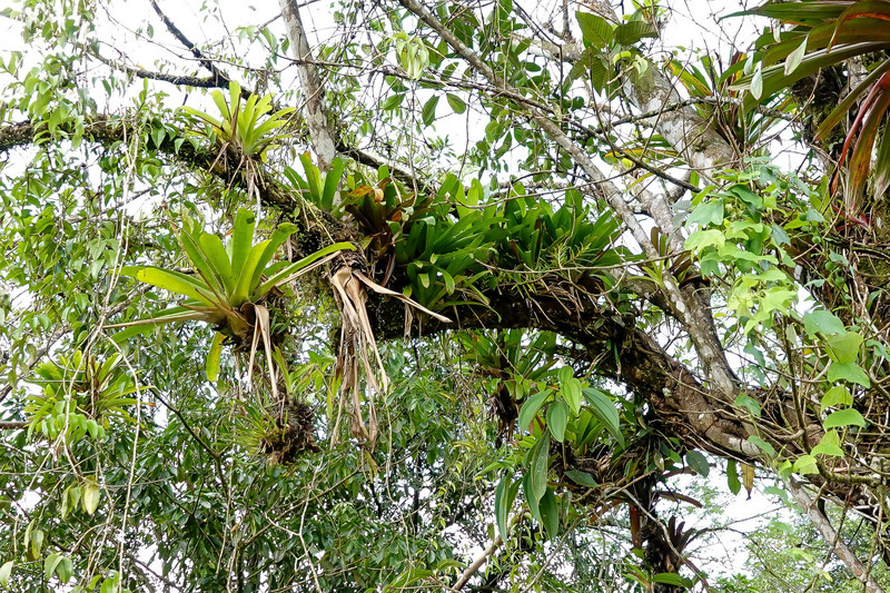 Een boom vol Bromelia's