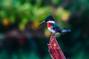 IJsvogel (Green Kingfisher) mannetje