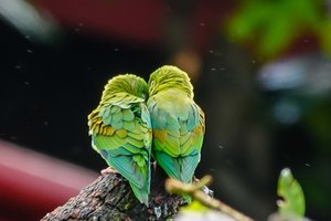 2 papegaaitjes (Orange-chinned parakeet)