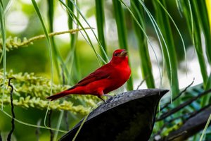 Prachtige rode vogel