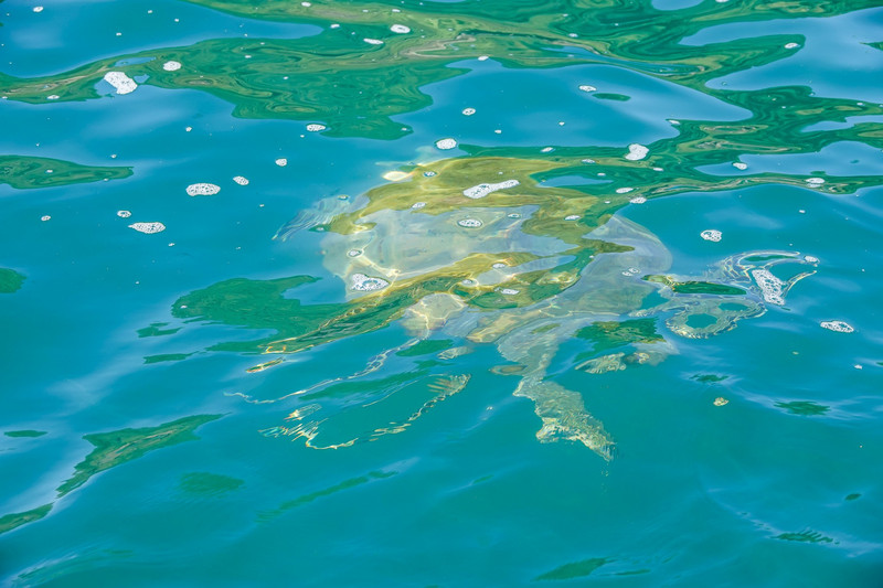 Moeilijk te zien door de golven: een zeeschildpad 