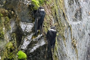 Zwaluwen tegen de rotswand