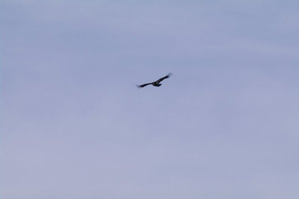 American Condor