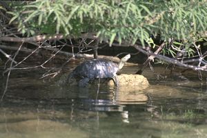 Kouras lake met schildpad 