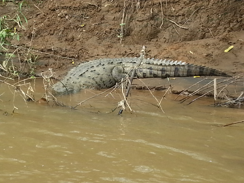 Krokodil in de San Carlos rivier