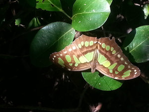 Eén van de vele mooie vlinders