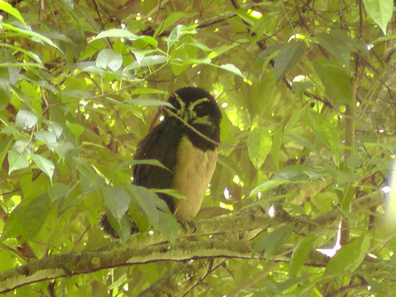 Spectacled Owl