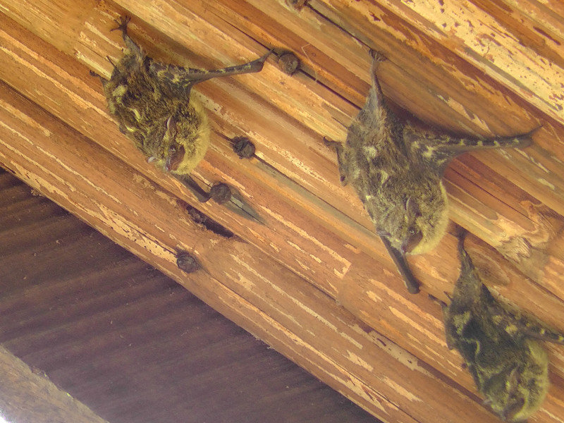 Vleermuisjes onder ons veranda dak