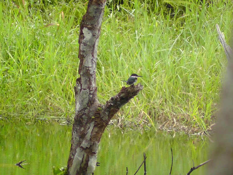 IJsvogel (green kingfisher)