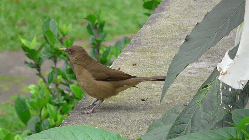 De nationale vogel van Costa Rica